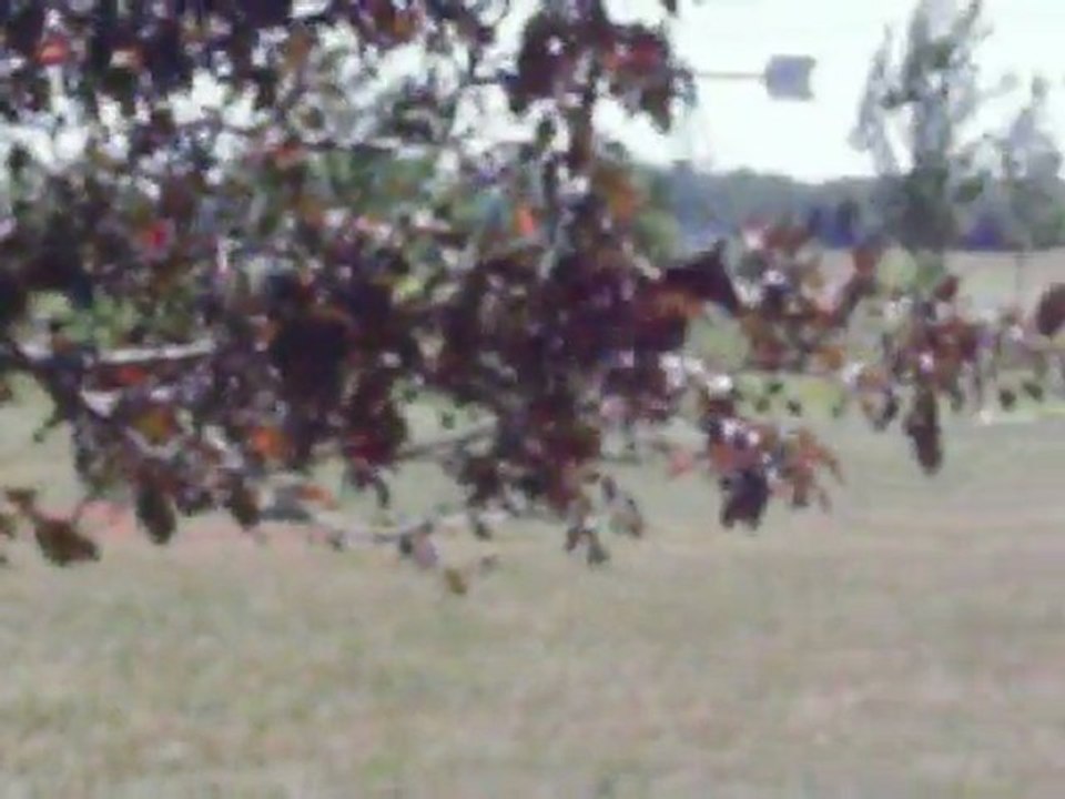 Jolly Trec Mirabel 2011 013