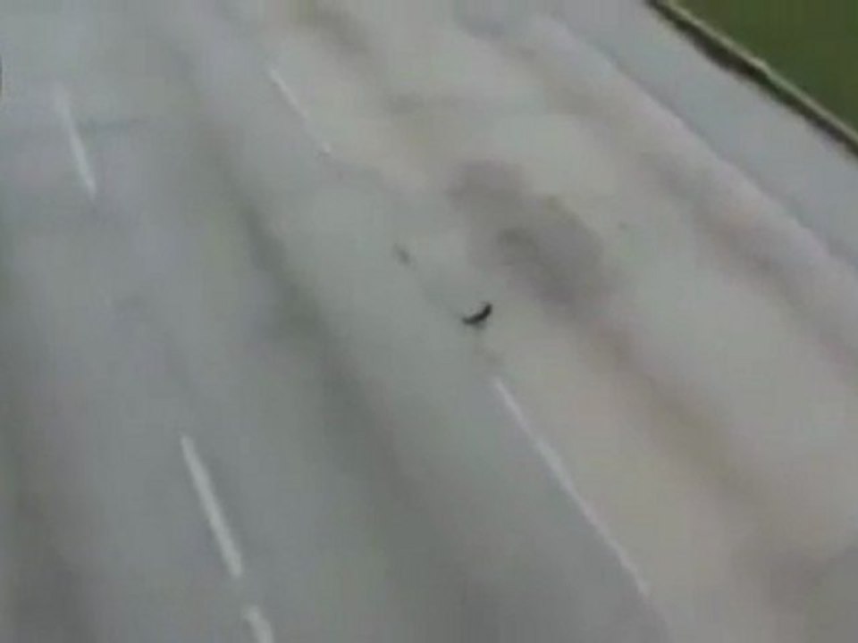 Bird ist überfahren