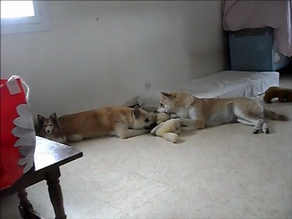 Tess et Emeraude le 25 juillet 2011