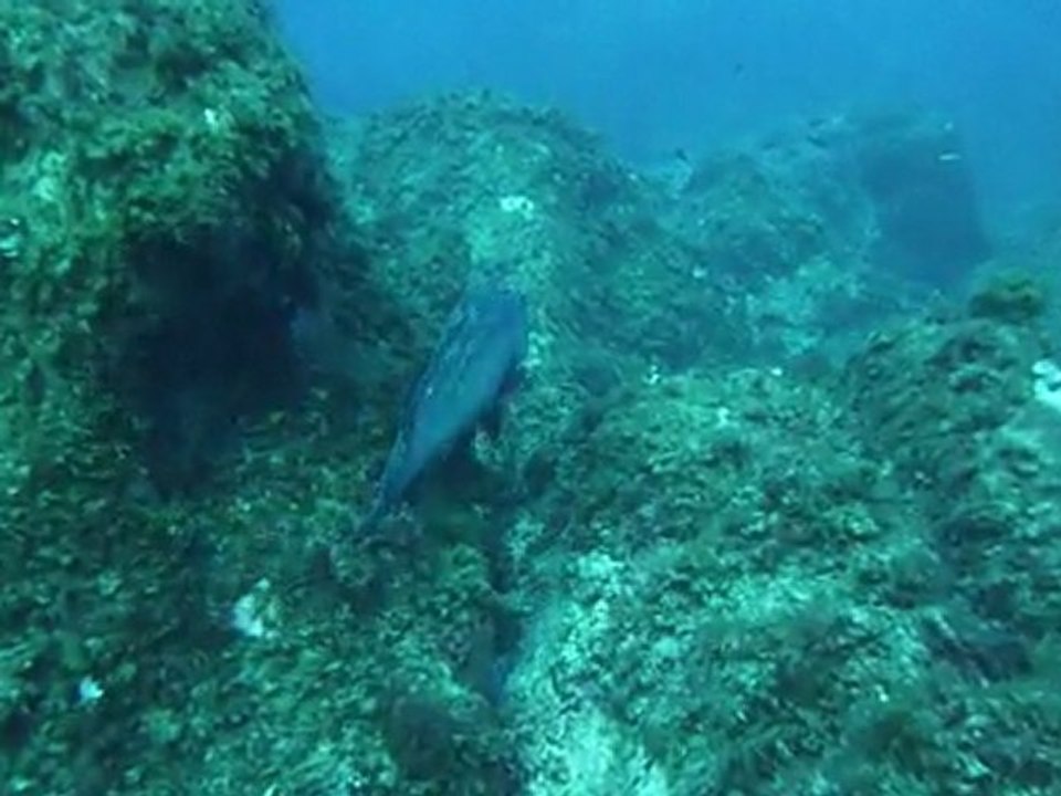 Le Mérou qui a peur d'une Mostelle