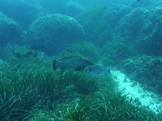 Pas moyen de faire la sieste