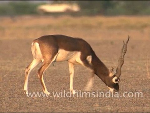 Black Buck in Tal Chappar Sanctuary