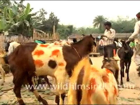 Goats for Sale, Sonepur Mela