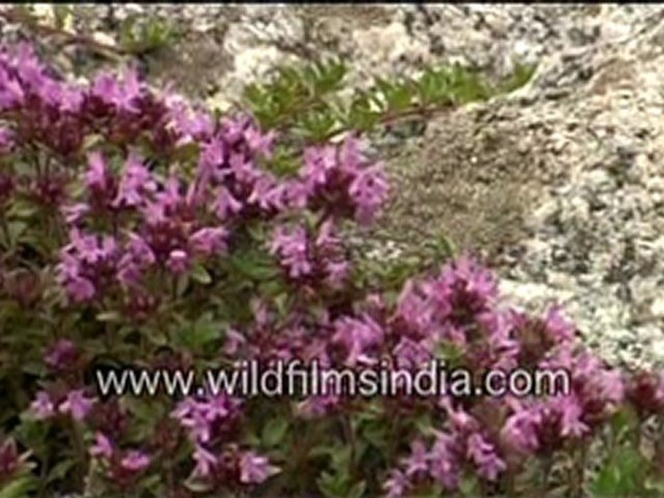 flowers-3-MPEG-4 800Kbps