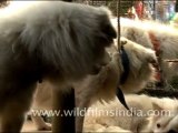 Doges for sale at Sonepur Cattle Fair