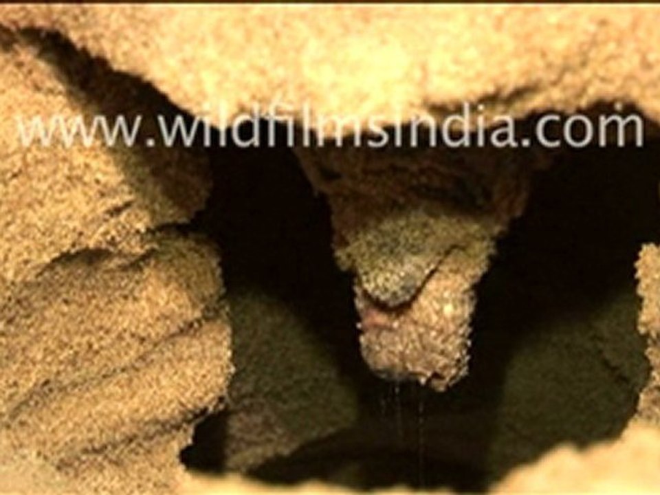 Olive Ridley Turtle laying eggs