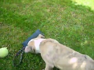 video du 22.07.2011 des 2 mâles (avec le bringé clair)