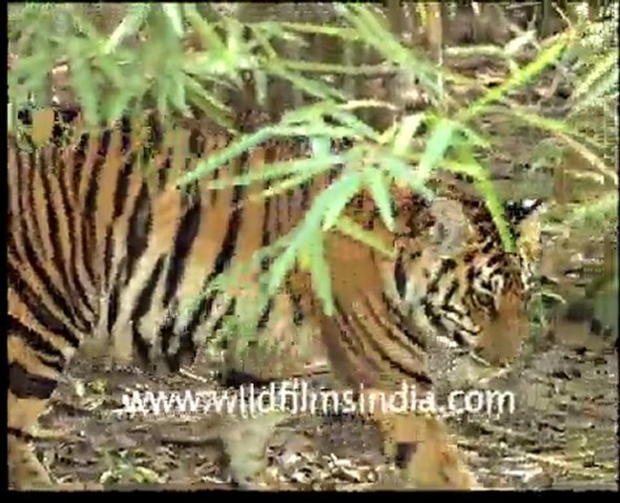Tiger in Forest