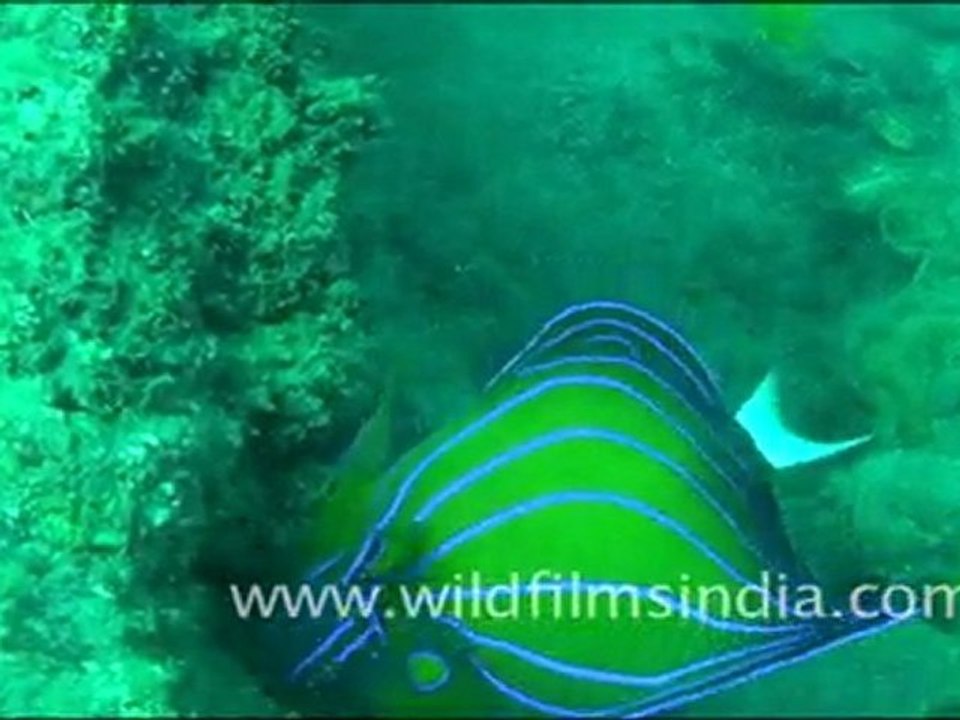 Angel Fish