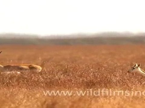 Female black buck in Velavadar Black Buck National Park