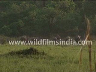 Herd of Elephants in the jungle