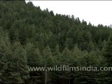 Harsil valley, pine forests and mysterious unnamed peaks