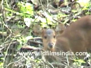 Barking Deer or Muntjac