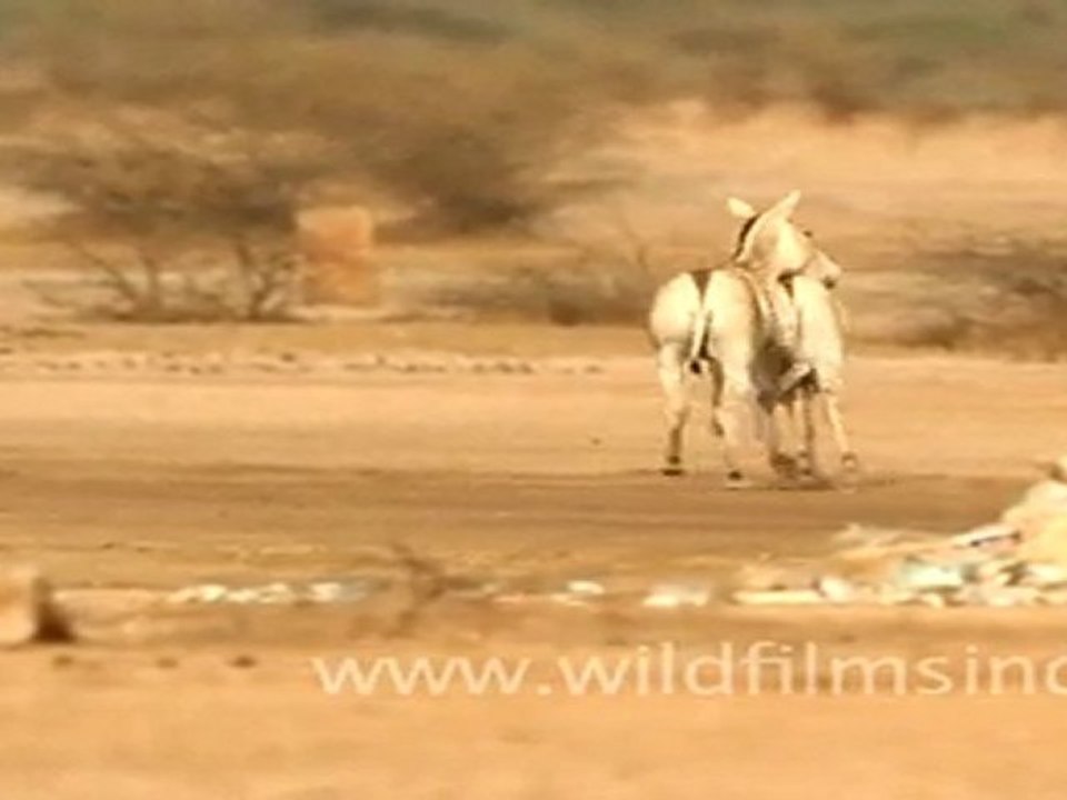 Wild Asses assing around in Little Rann of Kutch