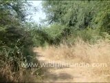 Peafowl in Jaisamand Wildlife Sanctuary, Rajasthan