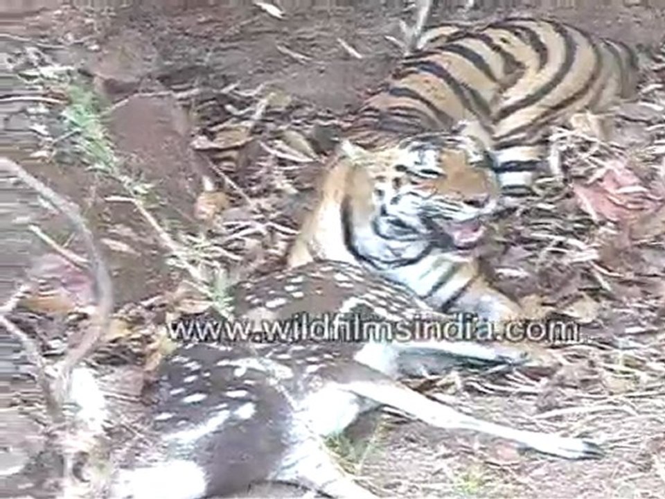 Tiger Is a Scaredy Cat
