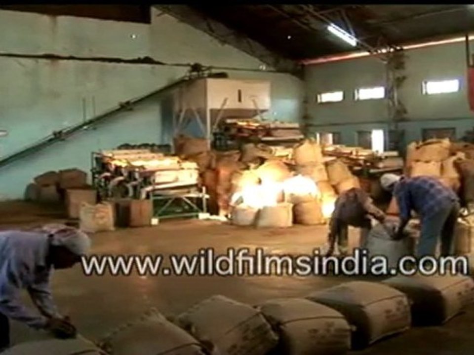 Tea being processed in a garden factory in India
