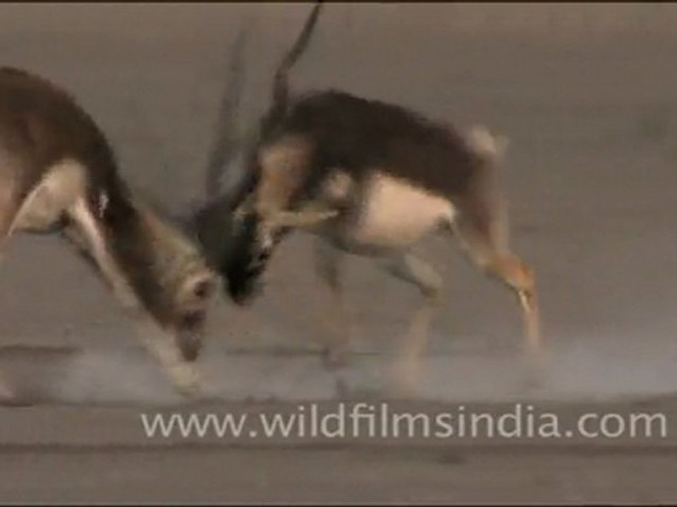 Blackbucks fighting, Rajasthan