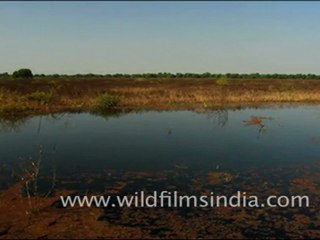 Landscapes of Bharatpur