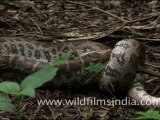 Python swallows rat whole!