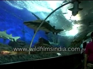 Sharks in an aquarium