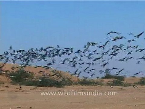 Demoiselle Cranes, Gujarat