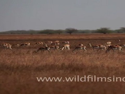 Blackbuck as far as the eye can see in Velavadar National Park in Gujrat