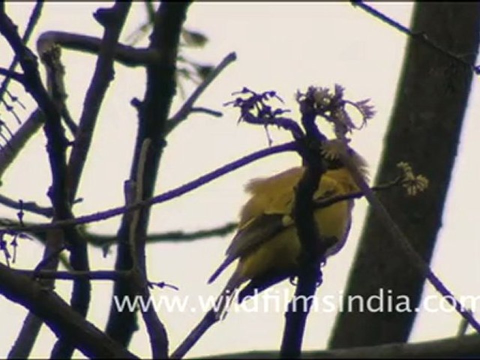 Black-headed Oriole?