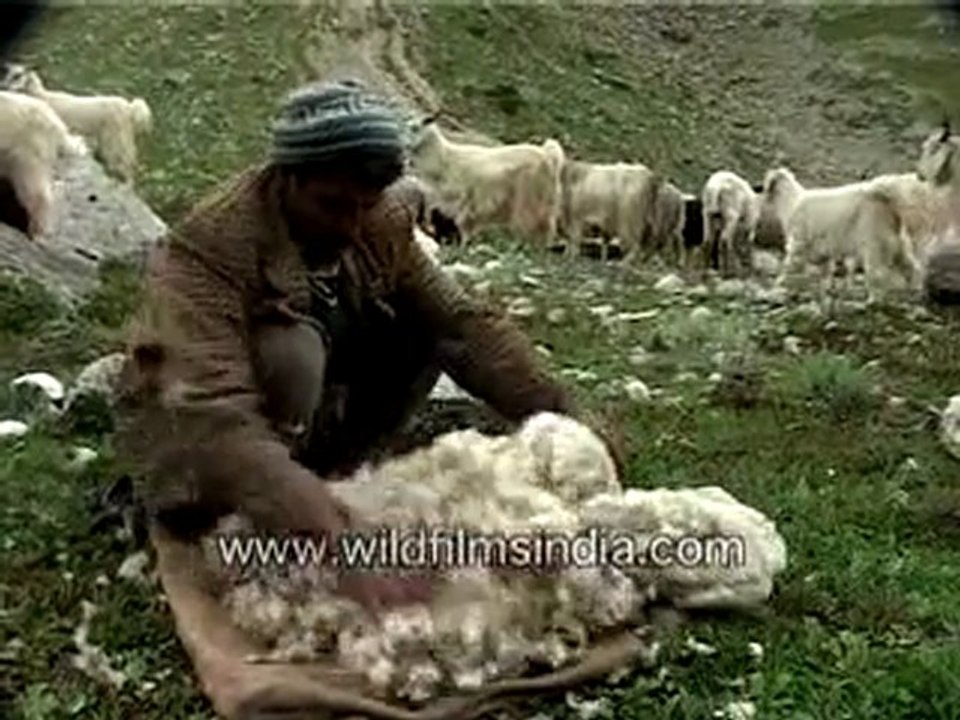 Sheep Near Lamkhaga