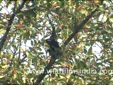Hoolock Gibbon swinging from branches in Dello Village