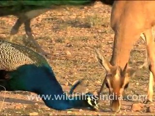 RajasthaPeafowl in Dhawa Doli Wildlife Sanctuaryn_120