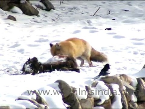 Himalayan Fox at its kill in wintery Ladakh