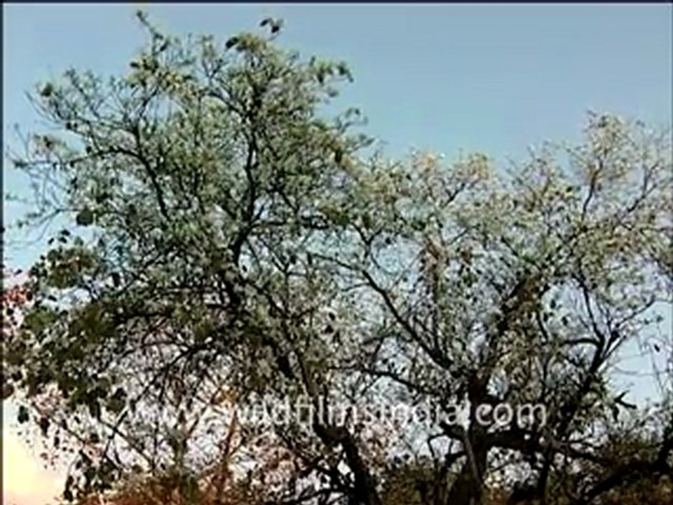 Flora Trees