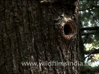Himalayan Barbet