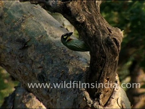 Coppersmith Barbet in Jaisamand