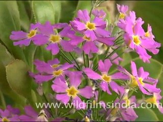 Primulas