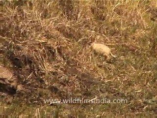 Jungle Cat catching prey, Gujarat