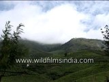 Tea garden in Kerala