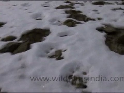 Pug-marks of Snow Leopard in Ladakh