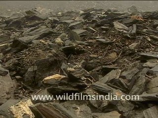 Skulls and bones at Roopkund lake!