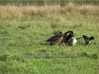 Vultures Having Feast