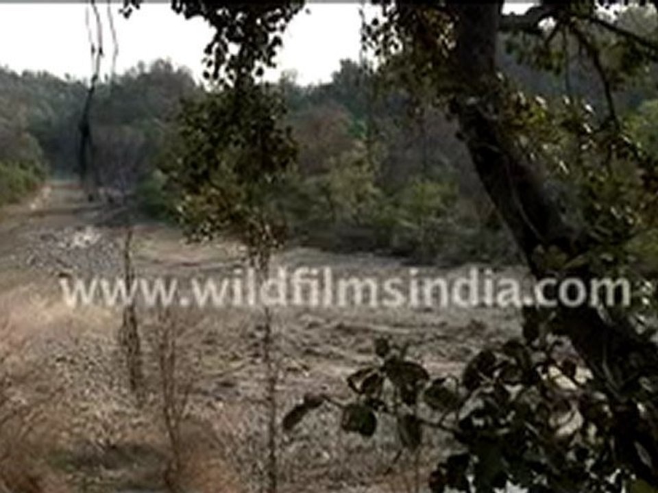 WILD LIFE India