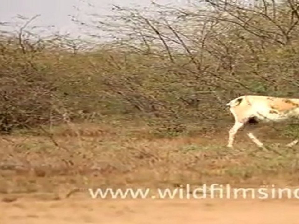 Indian Wild Ass Sanctuary