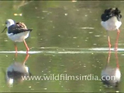 Group of black- winged stilts in Jaisalmer, Rajasthan