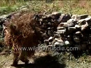 Strong Villager Carring Woods