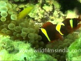 Clown Fish in Andaman
