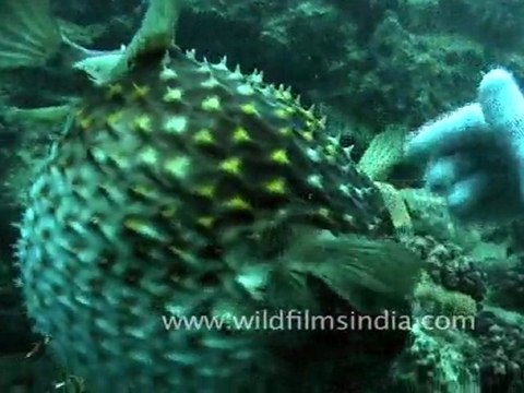 Puffer Fish in Andaman