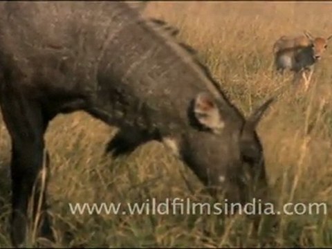 Nilgai grazing in Tal Chappar, Rajasthan
