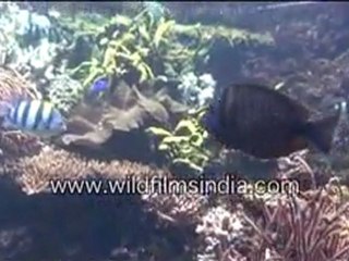 Fishes Under water