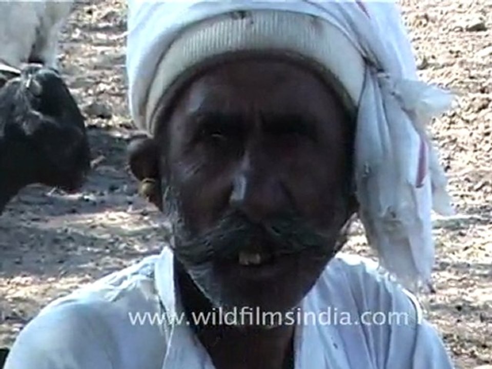 Dead Buffalo in Gujarat